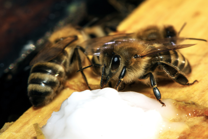 Le Nourrissement Des Abeilles Comment Proc Der